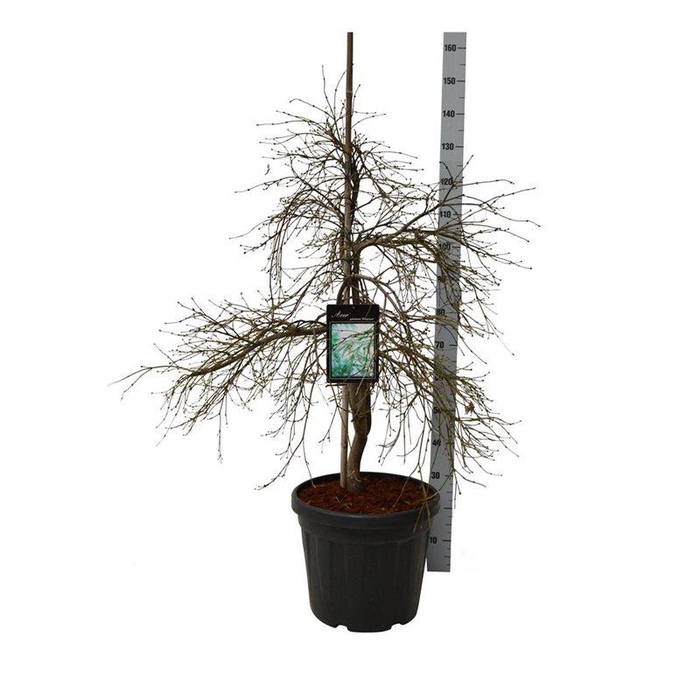 <h4>Acer pal. 'Dissectum'</h4>