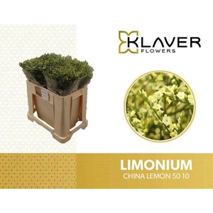 LIM SIN CHINA LEMON