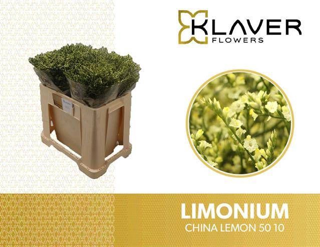 <h4>LIM SIN CHINA LEMON</h4>
