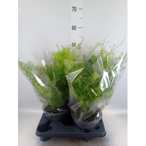 Asparagus dens. 'Sprengeri'