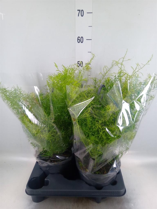 <h4>Asparagus dens. 'Sprengeri'</h4>