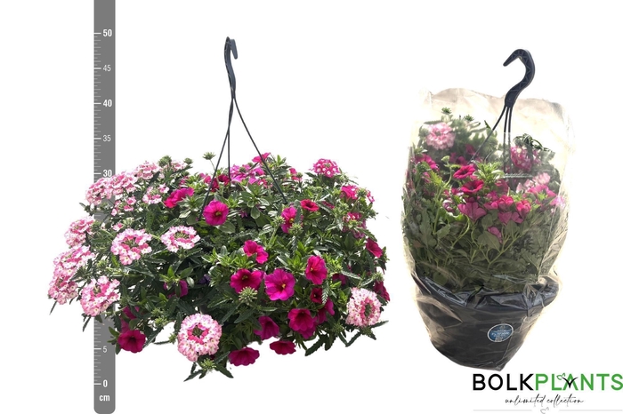 <h4>PERKPL GEM IN POT</h4>