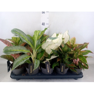 Aglaonema   ...