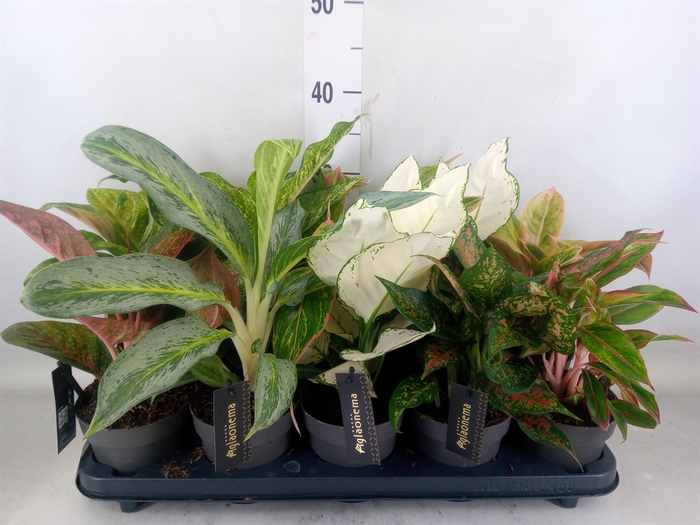 <h4>Aglaonema   ...</h4>