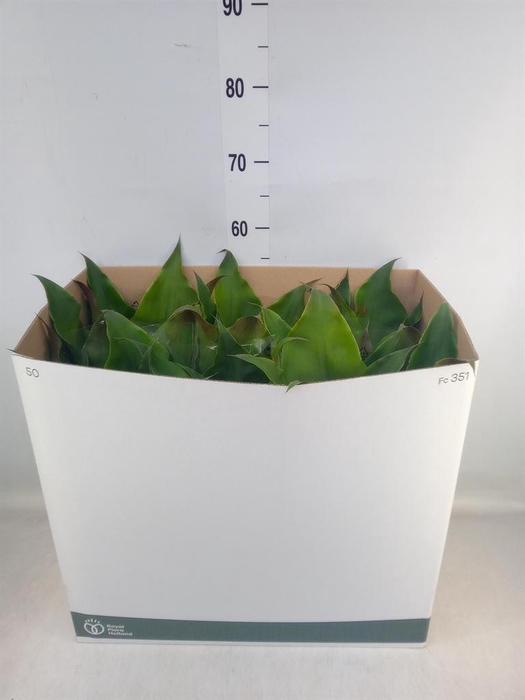 <h4>Aechmea tayoensis</h4>