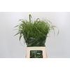 Panicum Fountain
