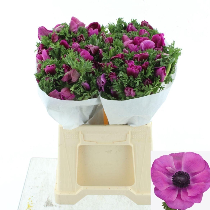 <h4>ANEM CO MIS + FUCSIA</h4>