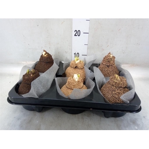 Hippeastrum   ...waxed