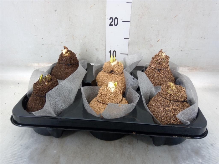 <h4>Hippeastrum ...waxed</h4>