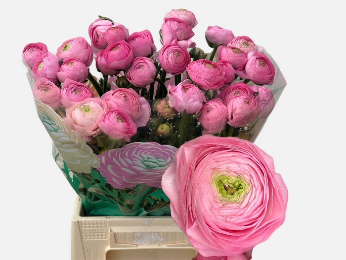 <h4>RAN AAZUR PINK</h4>