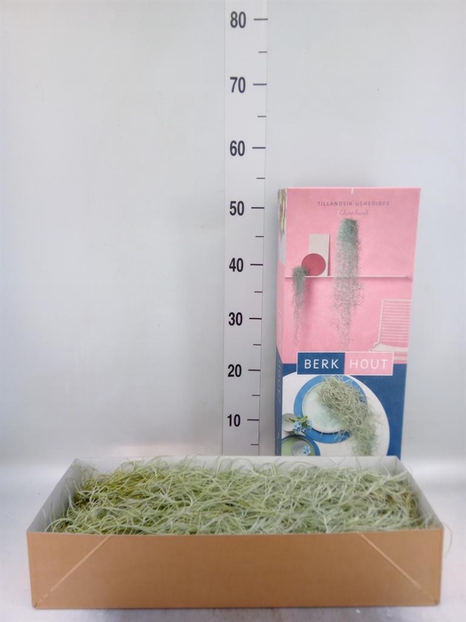 <h4>Tillandsia usneoides</h4>