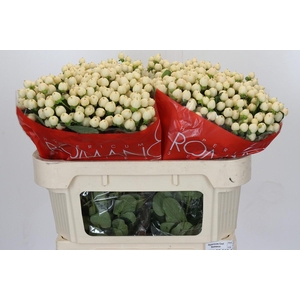 Hypericum Cool Romance