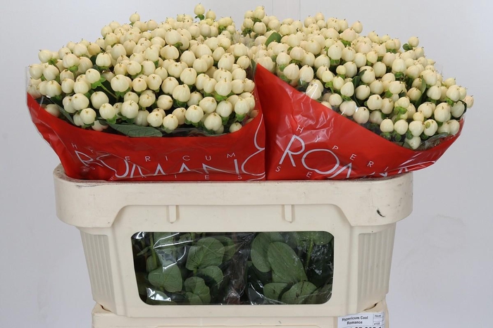 <h4>Hypericum Cool Romance</h4>