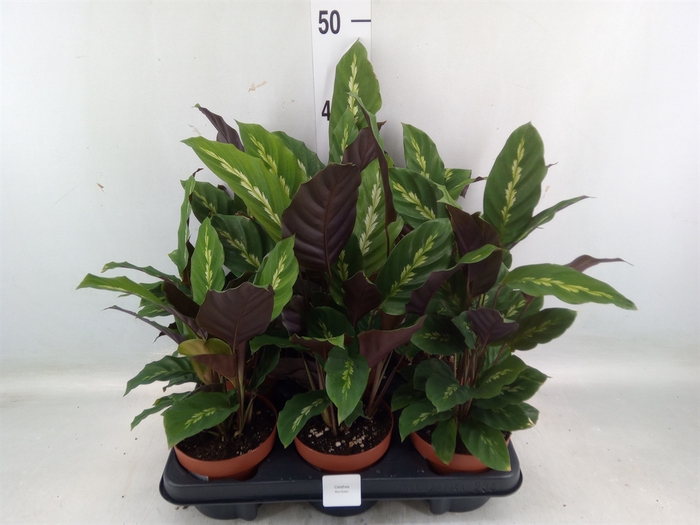 <h4>Calathea   ...</h4>