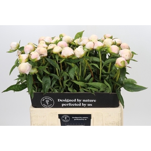Paeonia Chiffon Parfait