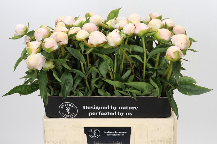 Paeonia Chiffon Parfait