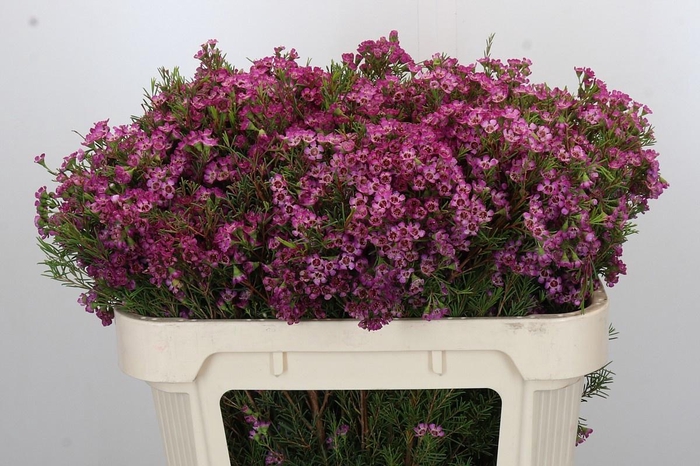 <h4>CHAME KALBARRI</h4>