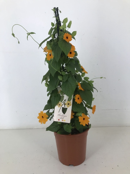 <h4>Thurnbergia Suzie Orange with</h4>