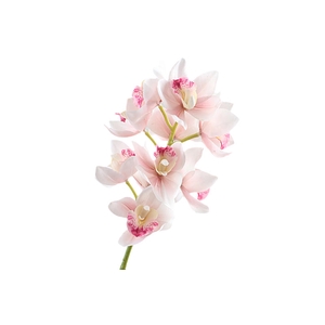 Cymbidium Orchid Pink Light