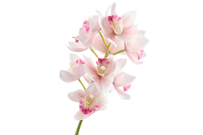 <h4>Cymbidium Orchid Pink Light</h4>