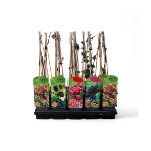 Rubus mix; zwarte en rode braam, rode en gele framboos