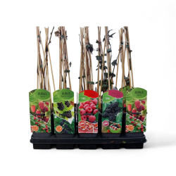 <h4>Rubus mix; zwarte en rode braam, rode en gele framboos</h4>