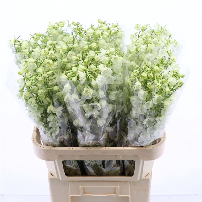 <h4>Delphinium Single Magical Bianca</h4>