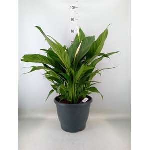 Spathiphyllum  'Bingo Cupido'