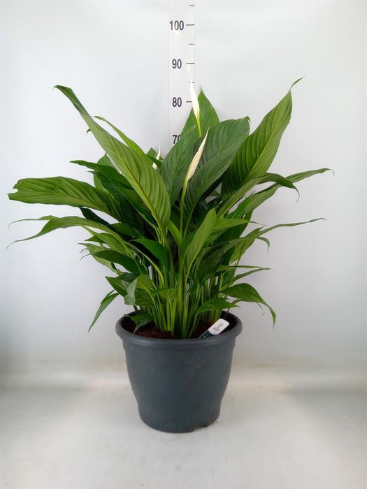 <h4>Spathiphyllum  'Bingo Cupido'</h4>