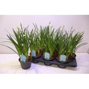 arr8 Leucoj Aestivum