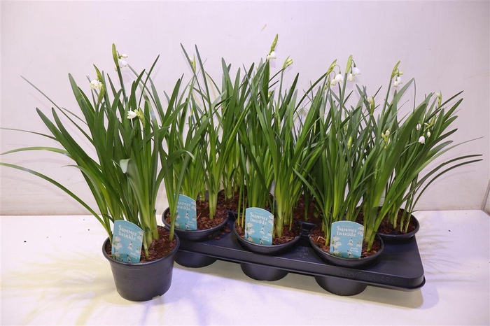 <h4>Leucoj Aestivum</h4>