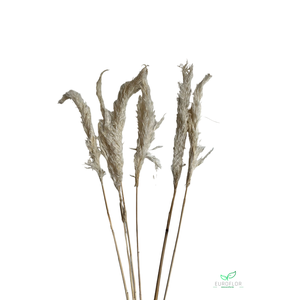 DRIED FLOWERS - PAMPAS GRASS 70CM BLEACHED 6PCS