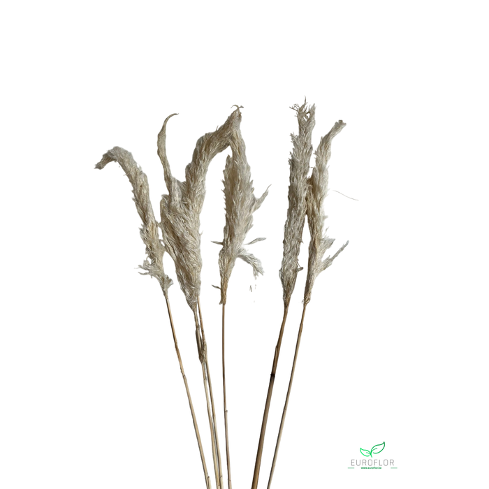 <h4>DRIED FLOWERS - PAMPAS GRASS 70CM BLEACHED 6PCS</h4>