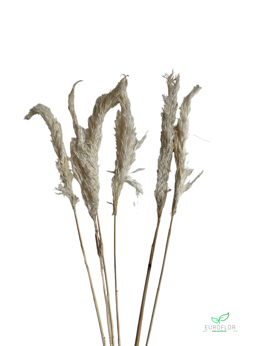 DRIED FLOWERS - PAMPAS GRASS 70CM BLEACHED 6PCS