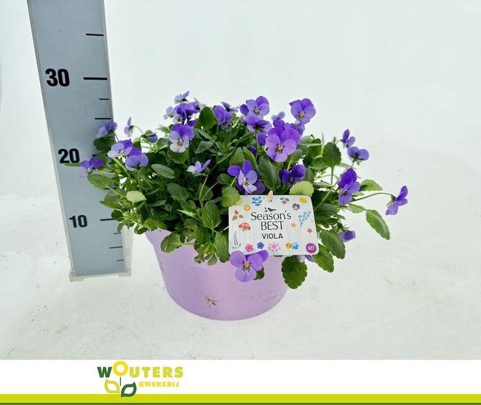 <h4>VIO CO END GEM</h4>