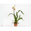 Miltoniopsis  'Sunset'