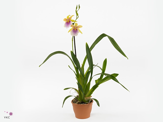 Miltoniopsis  'Sunset'