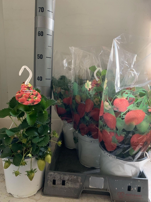 <h4>FRAG ELSANTA</h4>