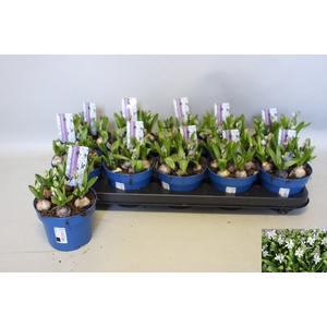 SCILLA MISCHTSCHENKO