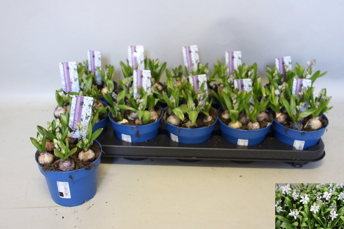 <h4>SCILLA MISCHTSCHENKO</h4>