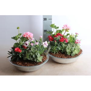 ARR TUINPLANTEN