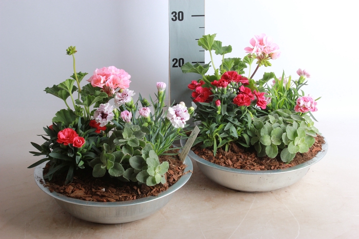 <h4>ARR TUINPLANTEN</h4>