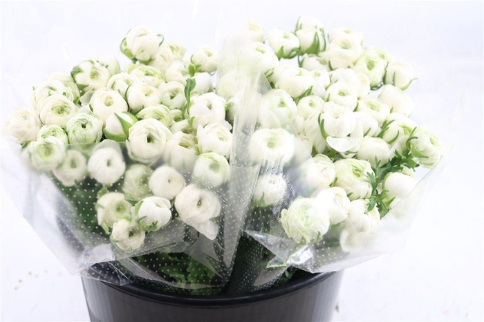 <h4>Ran Elegance White</h4>