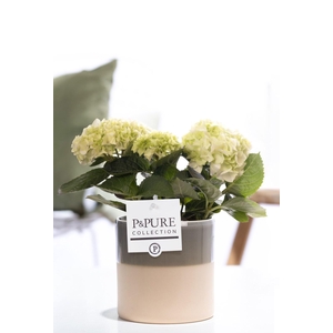 Hydrangea white in P&PURE Tess 2 ceramics green