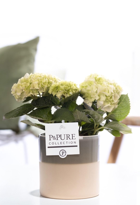 <h4>Hydrangea white in P&PURE Tess 2 ceramics green</h4>
