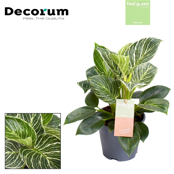 Philodendron Birkin / New Wave Feel Green (Decorum)