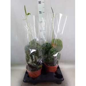 Anthurium clarinervium