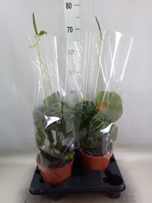 <h4>Anthurium clarinervium</h4>