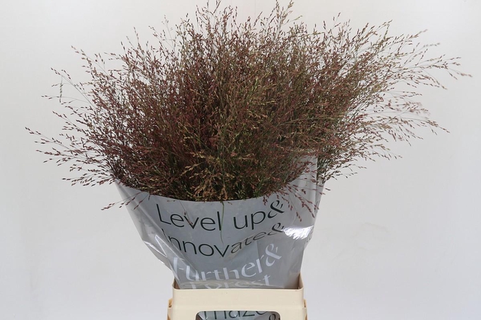 Panicum Virgatum Warrior