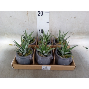 Arr.   Kamerplant Groen L%